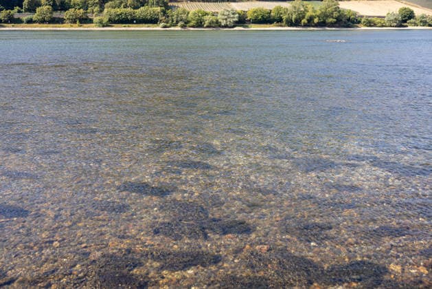 Niedrigwasser am Rhein nach langer Dürrephase, Lorch, 15.08.2026 Der Rhein führt nach langer Dürrephase extremes Niedrigwasser. Kies- und Steinbänke liegen im klaren, flachen Wasser nahe dem Ufer frei. Lorch Hessen Deutschland *** Low Water Levels on the Rhine After a Long Drought, Lorch, August 15, 2026. After a long drought, the Rhine is at extremely low water levels; gravel and rock banks are exposed in the clear, shallow water near the shore. Lorch, Hesse, Germany 20260815-286A5618-M4000