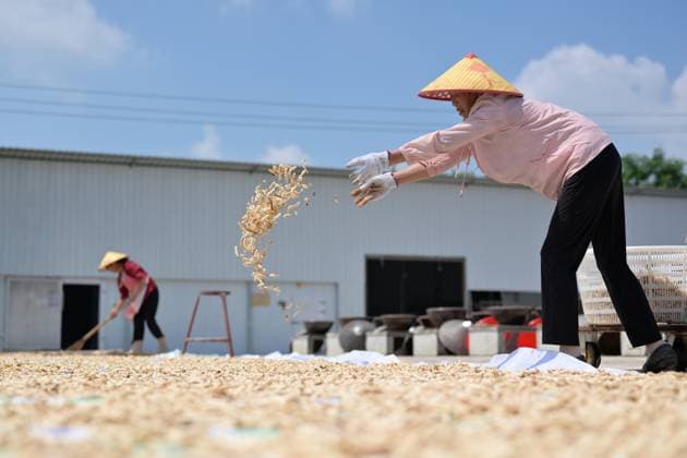 (260816) -- SHUANGFENG, Aug. 16, 2026 -- Staff members air chili sauce ingredients at an airing field for chili sauce in Yongfeng Subdistrict of Shuangfeng County, Loudi City of central China s Hunan Province, Aug. 16, 2026. As one of China s protected geographical indication products, chili sauce made in Yongfeng Subdistrict boasts a history of several centuries. (Photo by Xinhua) CHINA-HUNAN-SHUANGFENG-CHILI SAUCE-PREPARATION (CN) LixJianxin 