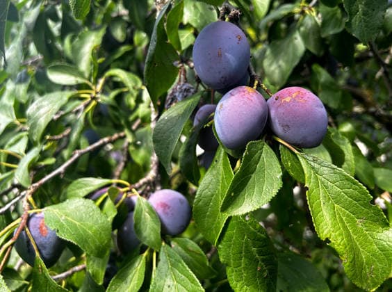 News Bilder des Tages Hier im Bild reife Zwetschgen, Zwetschge (Pflaume) an einem Zwetschgenbaum, Obst, Steinobst *** Pictured here are ripe plums, a plum on a plum tree, fruit, stone fruit