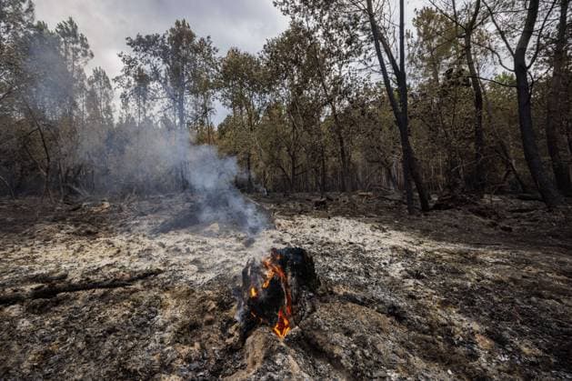 Burning Tree Stump After Forest Fire - Luglon A burning tree stump smolders after a forest fire in Luglon, France on August 16, 2026. Photo by Robert Meerding NLBeeld Bruno Press ABACAPRESS.COM  Copyright: xBrunoxPress ABACAx