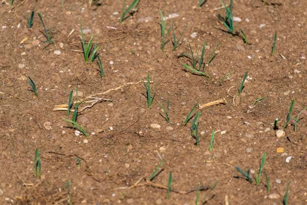 16.08.2026, Beckstetten im Unterallgäu, Landwirtschaftlicher Acker, der Boden ist extrem trocken durch den fehlenden Regen in diesem Sommer. Die kleinen Pflänzchen darben vor sich hin und brauchen dringend Regen. 16.08.2026, Acker 16.08.2026, Acker *** August 16, 2026, Beckstetten in the Unterallgäu region, farmland; the soil is extremely dry due to the lack of rain this summer. The little plants are withering away and desperately need rain. August 16, 2026, farmland August 16, 2026, farmland