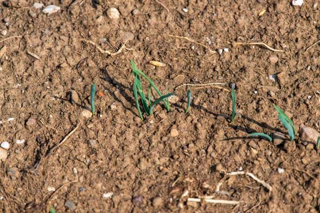 16.08.2026, Beckstetten im Unterallgäu, Landwirtschaftlicher Acker, der Boden ist extrem trocken durch den fehlenden Regen in diesem Sommer. Die kleinen Pflänzchen darben vor sich hin und brauchen dringend Regen. 16.08.2026, Acker 16.08.2026, Acker *** August 16, 2026, Beckstetten in the Unterallgäu region, farmland; the soil is extremely dry due to the lack of rain this summer. The little plants are withering away and desperately need rain. August 16, 2026, farmland August 16, 2026, farmland