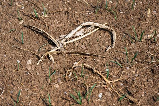 16.08.2026, Beckstetten im Unterallgäu, Landwirtschaftlicher Acker, der Boden ist extrem trocken durch den fehlenden Regen in diesem Sommer. Die kleinen Pflänzchen darben vor sich hin und brauchen dringend Regen. 16.08.2026, Acker 16.08.2026, Acker *** August 16, 2026, Beckstetten in the Unterallgäu region, farmland; the soil is extremely dry due to the lack of rain this summer. The little plants are withering away and desperately need rain. August 16, 2026, farmland August 16, 2026, farmland