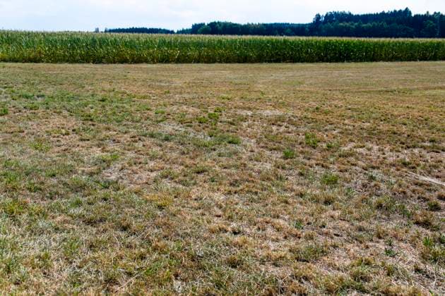 16.08.2026, Beckstetten im Unterallgäu, Landwirtschaftliche Wiese, der Boden ist extrem trocken durch den fehlenden Regen in diesem Sommer. Für die Landwirte gibt es kaum Grünfutter für die Tierhaltung. 16.08.2026, Acker 16.08.2026, Acker *** August 16, 2026, Beckstetten in the Unterallgäu region, agricultural meadow; the soil is extremely dry due to the lack of rain this summer. Farmers have hardly any forage for their livestock. August 16, 2026, field; August 16, 2026, field
