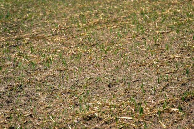 16.08.2026, Beckstetten im Unterallgäu, Landwirtschaftlicher Acker, der Boden ist extrem trocken durch den fehlenden Regen in diesem Sommer. Die kleinen Pflänzchen darben vor sich hin und brauchen dringend Regen. 16.08.2026, Acker 16.08.2026, Acker *** August 16, 2026, Beckstetten in the Unterallgäu region, farmland; the soil is extremely dry due to the lack of rain this summer. The little plants are withering away and desperately need rain. August 16, 2026, farmland August 16, 2026, farmland