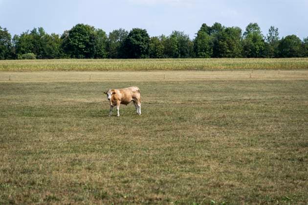 16.08.2026, Beckstetten im Unterallgäu, eine einsame Kuh auf einer Landwirtschaftliche Wiese, der Boden ist extrem trocken durch den fehlenden Regen in diesem Sommer. Für die Landwirte gibt es kaum Grünfutter für die Tierhaltung. 16.08.2026, Acker 16.08.2026, Acker *** August 16, 2026, Beckstetten in the Unterallgäu region: a lone cow in a farm meadow; the ground is extremely dry due to the lack of rain this summer. Farmers have hardly any forage for their livestock. August 16, 2026, Field August 16, 2026, Field
