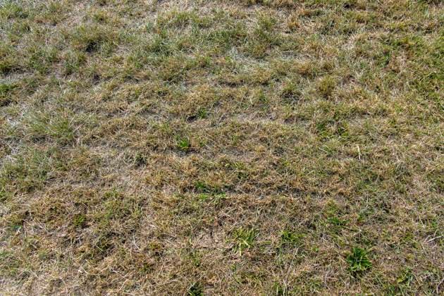 16.08.2026, Beckstetten im Unterallgäu, Landwirtschaftliche Wiese, der Boden ist extrem trocken durch den fehlenden Regen in diesem Sommer. Für die Landwirte gibt es kaum Grünfutter für die Tierhaltung. 16.08.2026, Acker 16.08.2026, Acker *** August 16, 2026, Beckstetten in the Unterallgäu region, agricultural meadow; the soil is extremely dry due to the lack of rain this summer. Farmers have hardly any forage for their livestock. August 16, 2026, field; August 16, 2026, field