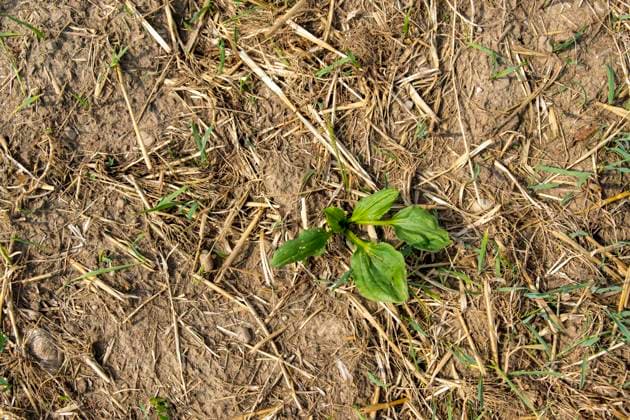 16.08.2026, Beckstetten im Unterallgäu, Landwirtschaftliche Wiese, der Boden ist extrem trocken durch den fehlenden Regen in diesem Sommer. 16.08.2026, Acker 16.08.2026, Acker *** August 16, 2026, Beckstetten in the Unterallgäu region, agricultural meadow; the ground is extremely dry due to the lack of rain this summer August 16, 2026, farm field August 16, 2026, farm field
