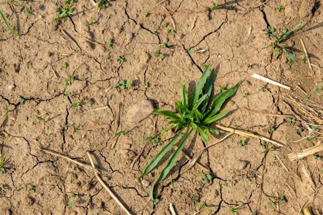 16.08.2026, Beckstetten im Unterallgäu, Landwirtschaftliche Wiese, der Boden ist extrem trocken durch den fehlenden Regen in diesem Sommer. 16.08.2026, Acker 16.08.2026, Acker *** August 16, 2026, Beckstetten in the Unterallgäu region, agricultural meadow; the ground is extremely dry due to the lack of rain this summer August 16, 2026, farm field August 16, 2026, farm field