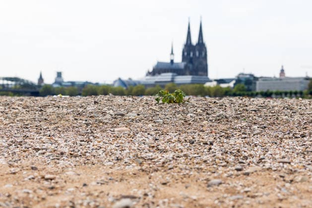 Historischer Niedrigwasser-Rekord am Rhein Freiliegendes Flussbett am Deutzer Rheinufer - 16.08.26 Blick vom Deutzer Rheinufer Richtung Kölner Dom auf das durch historisches Niedrigwasser freiliegende Flussbett des Rheins. Der Pegel Köln erreicht einen Tiefstand von 46 cm und unterbietet damit den bisherigen Rekord von 69 cm aus dem Jahr 2018 deutlich. Die Rheinschifffahrt ist durch das extrem niedrige Wasser praktisch zum Erliegen gekommen. Köln Deutz Nordrhein-Westfalen Deutschland *** Record-Low Water Level on the Rhine: Exposed Riverbed on the Deutz Bank of the Rhine, August 16, 2026. View from the Deutz bank of the Rhine toward Cologne Cathedral, showing the riverbed exposed by the record-low water level. The water level at Colo Copyright: xMarcxJohnx