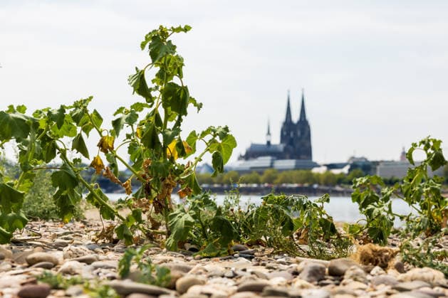 Historischer Niedrigwasser-Rekord am Rhein Freiliegendes Flussbett am Deutzer Rheinufer - 16.08.26 Blick vom Deutzer Rheinufer Richtung Kölner Dom auf das durch historisches Niedrigwasser freiliegende Flussbett des Rheins. Der Pegel Köln erreicht einen Tiefstand von 46 cm und unterbietet damit den bisherigen Rekord von 69 cm aus dem Jahr 2018 deutlich. Die Rheinschifffahrt ist durch das extrem niedrige Wasser praktisch zum Erliegen gekommen. Köln Deutz Nordrhein-Westfalen Deutschland *** Record-Low Water Level on the Rhine: Exposed Riverbed on the Deutz Bank of the Rhine, August 16, 2026. View from the Deutz bank of the Rhine toward Cologne Cathedral, showing the riverbed exposed by the record-low water level. The water level at Colo Copyright: xMarcxJohnx