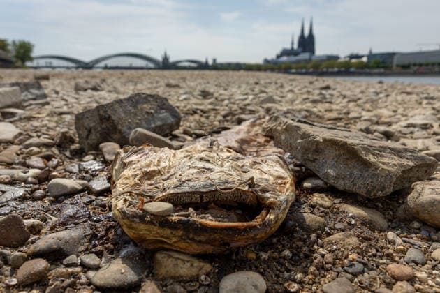Historischer Niedrigwasser-Rekord am Rhein Freiliegendes Flussbett am Deutzer Rheinufer - 16.08.26 Blick vom Deutzer Rheinufer Richtung Kölner Dom auf das durch historisches Niedrigwasser freiliegende Flussbett des Rheins. Der Pegel Köln erreicht einen Tiefstand von 46 cm und unterbietet damit den bisherigen Rekord von 69 cm aus dem Jahr 2018 deutlich. Die Rheinschifffahrt ist durch das extrem niedrige Wasser praktisch zum Erliegen gekommen. Ein ca. 1 Meter langer toter Wels liegt ausgetrocknet in den Steinen. Köln Deutz Nordrhein-Westfalen Deutschland *** Record-Low Water Level on the Rhine: Exposed Riverbed on the Deutz Bank of the Rhine, August 16, 2026. View from the Deutz bank of the Rhine toward Cologne Cathedral, showing the r Copyright: xMarcxJohnx