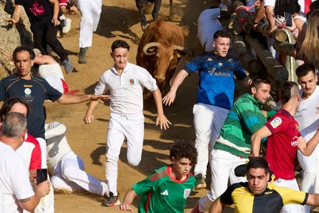 Runners race alongside bulls during traditional Pilon bull run in Spain FALCES, SPAIN, AUGUST 17, 2026: Runners race ahead of fighting bulls along the steep and narrow 800-metre hillside course during the traditional Pilon bull run in Falces, northern Spain. The event is held as part of the town s annual festivities in honour of the Virgin of Nieva. Falces Spain Copyright: x xUnaixBeroizx xJNAxPressx