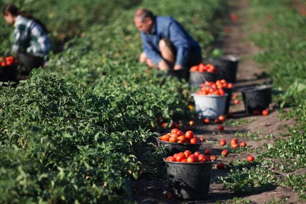 Russia Agriculture Tomatoes Harvesting 9223031 17.08.2026 Workers pick tomatoes on a field during a harvest season in Krasnodar region, Russia. Vitaly Timkiv Sputnik Krasnodar region Russia  Copyright: xVitalyxTimkivx