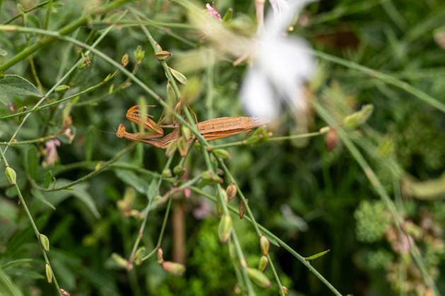 Gottesanbeterin zwischen Pflanzen und Blüten 17.08.26, Limburg: Symbolfoto, Illustrationsbild, Symbolbild, Illustrationsfoto, Alltagsszene Eine Europäische Gottesanbeterin (Mantis religiosa) sitzt zwischen grünen Pflanzen und Blüten. Die braun gefärbte Fangschrecke ist durch ihre Färbung zwischen den Stängeln gut getarnt. Die Gottesanbeterin gehört zu den Fangschrecken und ist auch in Deutschland zunehmend anzutreffen Limburg Hessen Deutschland *** Praying Mantis Among Plants and Flowers, August 26, 2017, Limburg; stock photo, illustrative image, symbolic image, illustrative photo, Everyday scene: A European praying mantis (Mantis religiosa) sits among green plants and flowers. The brown-colored mantis is well camouflaged among t Copyright: x xW2Artx xThorstenxWagnerx