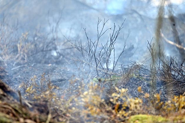 Forest fire continues in eastern Belgium HAUTES FAGNES, BELGIUM - AUGUST 17: A view of burned area as firefighting crews continue to intervene in areas that can be reached by land as a forest fire continues to burn in the Hautes Fagnes region of eastern Belgium on August 17, 2026. The fire, which broke out on Friday, has affected approximately 3,000 hectares, while its spread has slowed compared with previous days. Dursun Aydemir Anadolu Brussels Belgium. Editorial use only. Please get in touch for any other usage.  Copyright: x2026xAnadoluxDursunxAydemirx