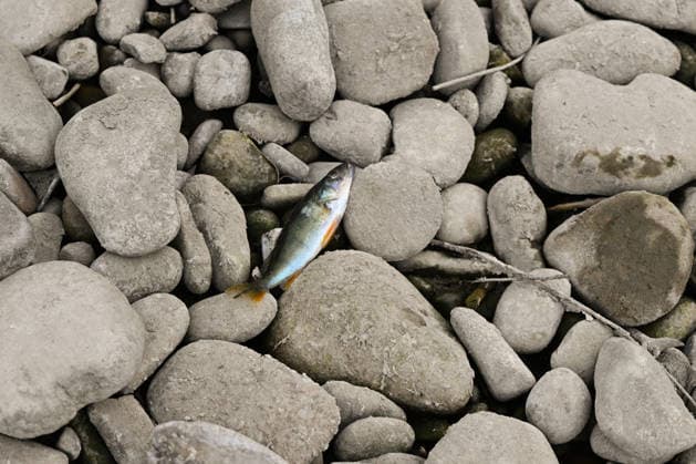 Historic summer heatwave drains southern Poland waterways ZEMBRZYCE, POLAND - AUGUST 17: A dead young European perch lies exposed on the dried, rocky bed of the Skawa River in Zembrzyce, southern Poland, on August 17, 2026. A drastic drop in water levels of over a meter, caused by a prolonged summer heatwave and acute lack of rainfall, has decimated local fish habitats and lowered oxygen levels in the remaining shallow pools. The severe hydrological drought has forced regional authorities to enforce strict emergency water restrictions across the Malopolska province. Artur Widak Anadolu Zembrzyce Poland. Editorial use only. Please get in touch for any other usage.  Copyright: x2026xAnadoluxArturxWidakx