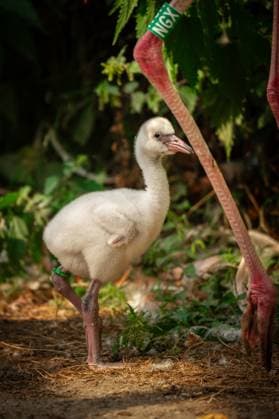 RECORD DATE NOT STATED ATTENTION EDITORS - HANDOUT PICTURES - EDITORIAL USE ONLY - MANDATORY CREDIT Handout pictured distributed on Tuesday 18 August 2026 regarding two newborn American flamingo (Phoenicopterus ruber) chicks at the Zoo van Antwerpen zoo in Antwerp. PHOTO  HANDxOUTxZOOxANTWERPENx-xJONASxVERHULST 183644436