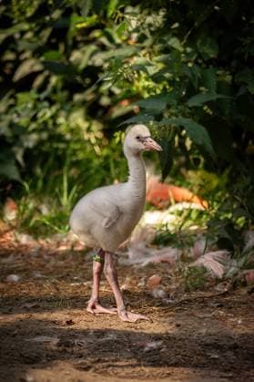 RECORD DATE NOT STATED ATTENTION EDITORS - HANDOUT PICTURES - EDITORIAL USE ONLY - MANDATORY CREDIT Handout pictured distributed on Tuesday 18 August 2026 regarding two newborn American flamingo (Phoenicopterus ruber) chicks at the Zoo van Antwerpen zoo in Antwerp. PHOTO  HANDxOUTxZOOxANTWERPENx-xJONASxVERHULST 183644439