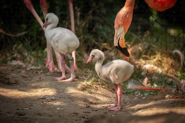 RECORD DATE NOT STATED ATTENTION EDITORS - HANDOUT PICTURES - EDITORIAL USE ONLY - MANDATORY CREDIT Handout pictured distributed on Tuesday 18 August 2026 regarding two newborn American flamingo (Phoenicopterus ruber) chicks at the Zoo van Antwerpen zoo in Antwerp. PHOTO  HANDxOUTxZOOxANTWERPENx-xJONASxVERHULST 183644444