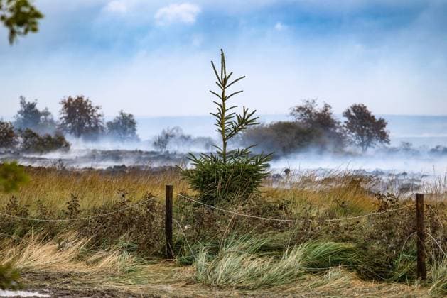 This image shows burnt landscape near the Signal de Botrange on the site of the fire in the Hautes Fagnes (High Fens) nature reserve, on Tuesday 18 August 2026. The fire started on August 14th and 3000 hectares (on a total of 4500) are impacted.  BRUNOxFAHY 183661157