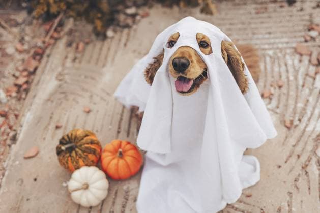 Ein Cockerspaniel Hund in einem Geisterkostüm sitzt auf dem Boden. In der Nähe befinden sich kleine Kürbisse in verschiedenen Farben. Die Szene fängt ein verspieltes Halloween Thema ein A cocker spaniel dog dressed in a ghost costume sits on the ground. Nearby are small pumpkins in various colors. The scene captures a playful Halloween theme Copyright: imageBROKER AlinaxKandybka ibxayk18787241.jpg