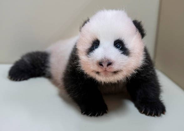 Entertainment Bilder des Tages (260818) -- SEOUL, Aug. 18, 2026 -- This photo released by the Everland theme park on Aug. 18, 2026 shows a female cub born to giant panda Ai Bao in South Korea. Ai Bao, a female giant panda on loan from China, gave birth to a female cub on June 3. The giant panda pair Ai Bao and Le Bao arrived in South Korea in 2016 and have since lived at Panda World at Everland, located in Gyeonggi Province. (Everland Handout via Xinhua) SOUTH KOREA-EVERLAND-GIANT PANDA CUB YaoxQilin 