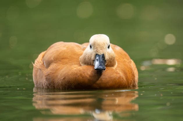 Entertainment Bilder des Tages Eine Rostgans schwimmt in einem Teich im Streichelzoo Kappel. Niedereschach Baden-Württemberg Deutschland *** A rust-colored goose swims in a pond at the Kappel Petting Zoo in Niedereschach, Baden-Württemberg, Germany