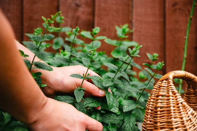 Person harvesting fresh mint leaves in a garden Corby, England, United Kingdom R_ATMT260818A-2108600-01 ,model released, Symbolfoto ,property released