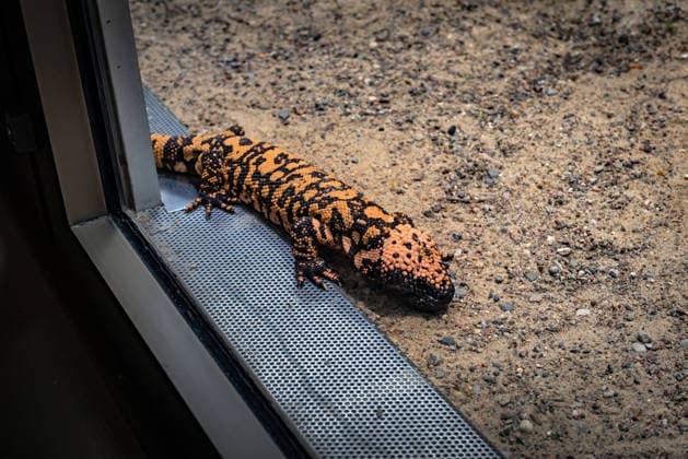 Berlin Charlottenburg-Wilmersdorf; Aquarium, dem Berliner Zoo angeschlossen, wurde nach 3 Jahren Umbau wieder komplett eröffnet - 19.08.2026 Berlin *** The Berlin Charlottenburg Wilmersdorf Aquarium, affiliated with the Berlin Zoo, reopened in full on August 19, 2026, following three years of renovations. Berlin
