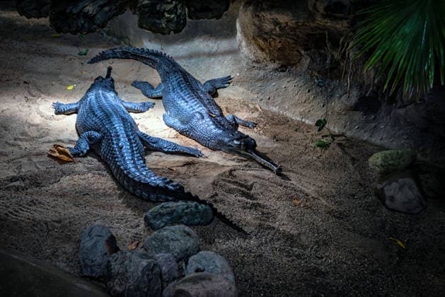 Berlin Charlottenburg-Wilmersdorf; Aquarium, dem Berliner Zoo angeschlossen, wurde nach 3 Jahren Umbau wieder komplett eröffnet, Krokodil, Krokodilhalle - 19.08.2026 Berlin *** The Berlin Charlottenburg Wilmersdorf Aquarium, affiliated with the Berlin Zoo, has reopened in full after three years of renovations. Crocodile, Crocodile Hall, August 19, 2026, Berlin