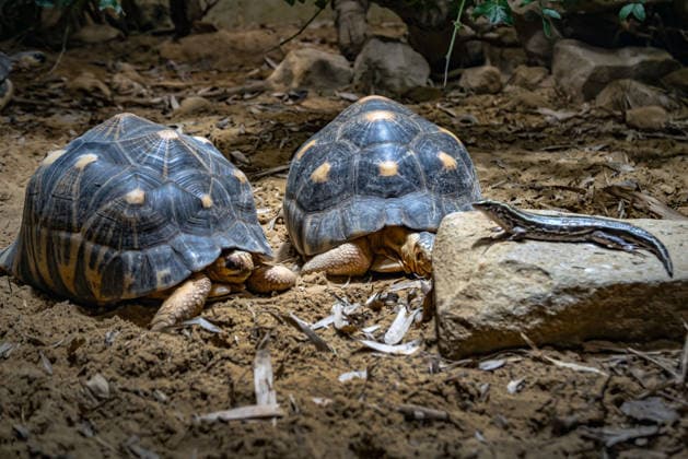 News Bilder des Tages Berlin Charlottenburg-Wilmersdorf; Aquarium, dem Berliner Zoo angeschlossen, wurde nach 3 Jahren Umbau wieder komplett eröffnet - 19.08.2026 Berlin *** The Berlin Charlottenburg Wilmersdorf Aquarium, affiliated with the Berlin Zoo, reopened in full on August 19, 2026, after three years of renovations. Berlin
