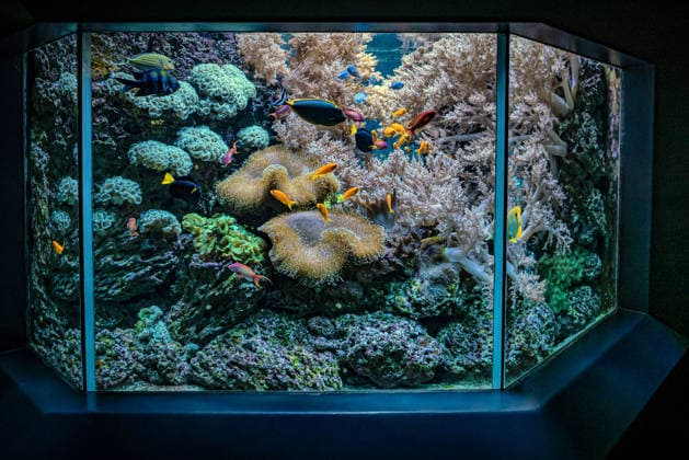 Berlin Charlottenburg-Wilmersdorf; Aquarium, dem Berliner Zoo angeschlossen, wurde nach 3 Jahren Umbau wieder komplett eröffnet - 19.08.2026 Berlin *** The Berlin Charlottenburg Wilmersdorf Aquarium, affiliated with the Berlin Zoo, reopened in full on August 19, 2026, after three years of renovations. Berlin