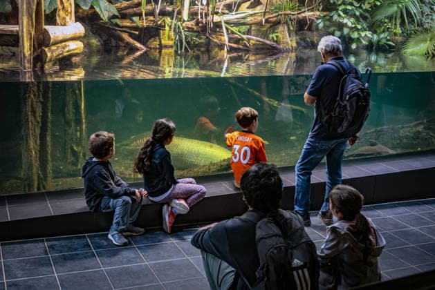 Berlin Charlottenburg-Wilmersdorf; Aquarium, dem Berliner Zoo angeschlossen, wurde nach 3 Jahren Umbau wieder komplett eröffnet - 19.08.2026 Berlin *** The Berlin Charlottenburg Wilmersdorf Aquarium, affiliated with the Berlin Zoo, reopened in full on August 19, 2026, after three years of renovations. Berlin