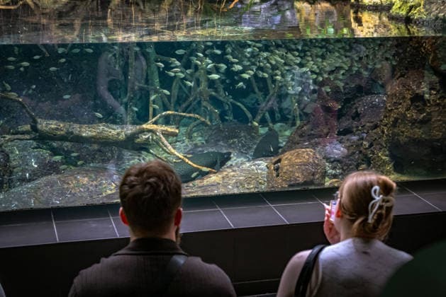 Berlin Charlottenburg-Wilmersdorf; Aquarium, dem Berliner Zoo angeschlossen, wurde nach 3 Jahren Umbau wieder komplett eröffnet - 19.08.2026 Berlin *** The Berlin Charlottenburg Wilmersdorf Aquarium, affiliated with the Berlin Zoo, reopened in full on August 19, 2026, after three years of renovations. Berlin