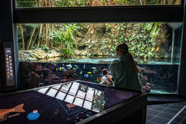 Berlin Charlottenburg-Wilmersdorf; Aquarium, dem Berliner Zoo angeschlossen, wurde nach 3 Jahren Umbau wieder komplett eröffnet - 19.08.2026 Berlin *** The Berlin Charlottenburg Wilmersdorf Aquarium, affiliated with the Berlin Zoo, reopened in full on August 19, 2026, after three years of renovations. Berlin