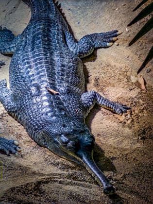 Berlin Charlottenburg-Wilmersdorf; Aquarium, dem Berliner Zoo angeschlossen, wurde nach 3 Jahren Umbau wieder komplett eröffnet, Krokodil, Krokodilhalle - 19.08.2026 Berlin *** The Berlin Charlottenburg Wilmersdorf Aquarium, affiliated with the Berlin Zoo, has reopened in full after three years of renovations. Crocodile, Crocodile Hall, August 19, 2026, Berlin