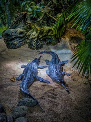 Berlin Charlottenburg-Wilmersdorf; Aquarium, dem Berliner Zoo angeschlossen, wurde nach 3 Jahren Umbau wieder komplett eröffnet, Krokodil, Krokodilhalle - 19.08.2026 Berlin *** The Berlin Charlottenburg Wilmersdorf Aquarium, affiliated with the Berlin Zoo, has reopened in full after three years of renovations. Crocodile, Crocodile Hall, August 19, 2026, Berlin