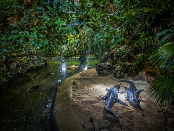 Berlin Charlottenburg-Wilmersdorf; Aquarium, dem Berliner Zoo angeschlossen, wurde nach 3 Jahren Umbau wieder komplett eröffnet, Krokodil, Krokodilhalle - 19.08.2026 Berlin *** The Berlin Charlottenburg Wilmersdorf Aquarium, affiliated with the Berlin Zoo, has reopened in full after three years of renovations. Crocodile, Crocodile Hall, August 19, 2026, Berlin