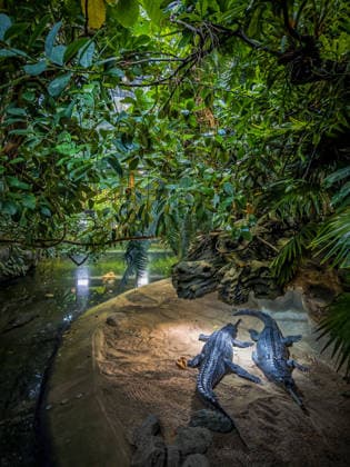 Berlin Charlottenburg-Wilmersdorf; Aquarium, dem Berliner Zoo angeschlossen, wurde nach 3 Jahren Umbau wieder komplett eröffnet, Krokodil, Krokodilhalle - 19.08.2026 Berlin *** The Berlin Charlottenburg Wilmersdorf Aquarium, affiliated with the Berlin Zoo, has reopened in full after three years of renovations. Crocodile, Crocodile Hall, August 19, 2026, Berlin