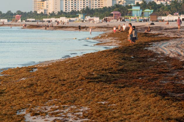 Sargassum seaweed covers Miami Beach amid a record bloom in 2026 MIAMI BEACH, USA - AUGUST 19: Sargassum seaweed piles up along the coast of Miami Beach in Florida, as the National Oceanic and Atmospheric Administration (NOAA) warns that 2026 could bring the largest sargassum bloom ever recorded in South Florida, driven by rising ocean temperatures and high nutrient levels in the Atlantic. Miami-Dade County crews are conducting daily cleanup operations along the county’s 17-mile coastline to manage the buildup in Miami Beach, Florida, on August 19, 2026. Jesus Olarte Anadolu Florida United States. Editorial use only. Please get in touch for any other usage.  Copyright: x2026xAnadoluxJesusxOlartex