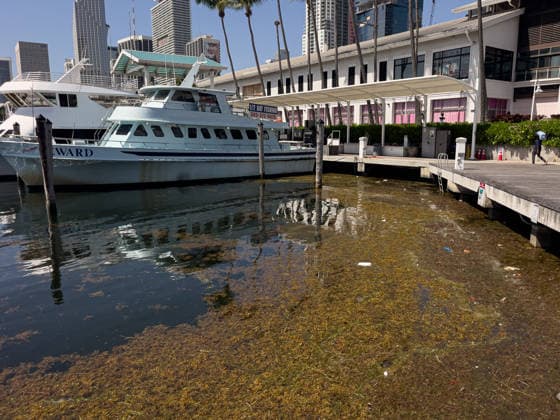 Sargassum seaweed covers Miami Beach amid a record bloom in 2026 MIAMI BEACH, USA - AUGUST 19: Sargassum seaweed piles up along the coast of Miami Beach in Florida, as the National Oceanic and Atmospheric Administration (NOAA) warns that 2026 could bring the largest sargassum bloom ever recorded in South Florida, driven by rising ocean temperatures and high nutrient levels in the Atlantic. Miami-Dade County crews are conducting daily cleanup operations along the county’s 17-mile coastline to manage the buildup in Miami Beach, Florida, on August 19, 2026. Jesus Olarte Anadolu Florida United States. Editorial use only. Please get in touch for any other usage.  Copyright: x2026xAnadoluxJesusxOlartex