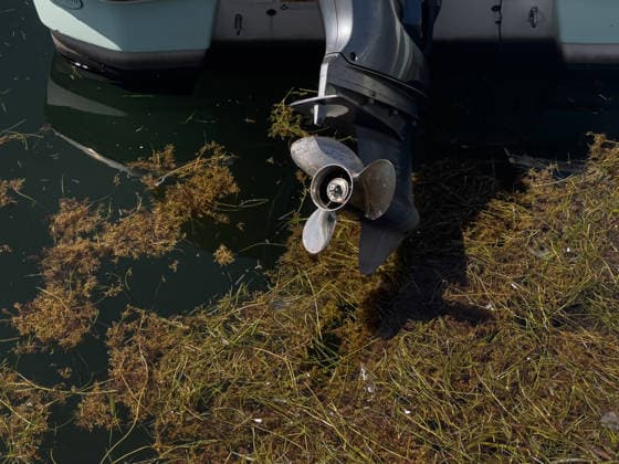 Sargassum seaweed covers Miami Beach amid a record bloom in 2026 MIAMI BEACH, USA - AUGUST 19: Sargassum seaweed piles up along the coast of Miami Beach in Florida, as the National Oceanic and Atmospheric Administration (NOAA) warns that 2026 could bring the largest sargassum bloom ever recorded in South Florida, driven by rising ocean temperatures and high nutrient levels in the Atlantic. Miami-Dade County crews are conducting daily cleanup operations along the county’s 17-mile coastline to manage the buildup in Miami Beach, Florida, on August 19, 2026. Jesus Olarte Anadolu Florida United States. Editorial use only. Please get in touch for any other usage.  Copyright: x2026xAnadoluxJesusxOlartex