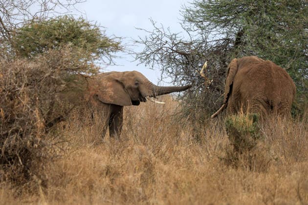 Wildlife authorities investigate death of 16 elephants around Kenya s Amboseli National Park KAJIADO, KENYA - AUGUST 19: A herd of elephants grazes at Amboseli National Park, Kajiado County, Kenya, on August 19, 2026. The Kenya Wildlife Service (KWS) launched an investigation following the death of 16 elephants across the surrounding Amboseli-Kimana ecosystem over recent weeks. Authorities are investigating suspected cyanide poisoning in the area over the past six weeks. Renowned for hosting one of Kenya s largest elephant populations and serving as a vital hub for nature-based tourism, the park remains open as veterinary and scientific teams conduct multi-agency laboratory tests to determine the environmental or toxicological cause of the  Copyright: x2026xAnadoluxLucasxMukasax