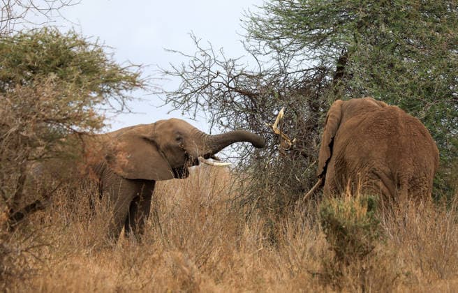 Wildlife authorities investigate death of 16 elephants around Kenya s Amboseli National Park KAJIADO, KENYA - AUGUST 19: A herd of elephants grazes at Amboseli National Park, Kajiado County, Kenya, on August 19, 2026. The Kenya Wildlife Service (KWS) launched an investigation following the death of 16 elephants across the surrounding Amboseli-Kimana ecosystem over recent weeks. Authorities are investigating suspected cyanide poisoning in the area over the past six weeks. Renowned for hosting one of Kenya s largest elephant populations and serving as a vital hub for nature-based tourism, the park remains open as veterinary and scientific teams conduct multi-agency laboratory tests to determine the environmental or toxicological cause of the  Copyright: x2026xAnadoluxLucasxMukasax