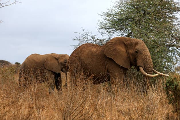 Wildlife authorities investigate death of 16 elephants around Kenya s Amboseli National Park KAJIADO, KENYA - AUGUST 19: A herd of elephants grazes at Amboseli National Park, Kajiado County, Kenya, on August 19, 2026. The Kenya Wildlife Service (KWS) launched an investigation following the death of 16 elephants across the surrounding Amboseli-Kimana ecosystem over recent weeks. Authorities are investigating suspected cyanide poisoning in the area over the past six weeks. Renowned for hosting one of Kenya s largest elephant populations and serving as a vital hub for nature-based tourism, the park remains open as veterinary and scientific teams conduct multi-agency laboratory tests to determine the environmental or toxicological cause of the  Copyright: x2026xAnadoluxLucasxMukasax