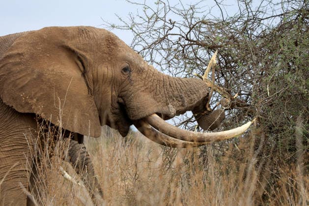 Wildlife authorities investigate death of 16 elephants around Kenya s Amboseli National Park KAJIADO, KENYA - AUGUST 19: A herd of elephants grazes at Amboseli National Park, Kajiado County, Kenya, on August 19, 2026. The Kenya Wildlife Service (KWS) launched an investigation following the death of 16 elephants across the surrounding Amboseli-Kimana ecosystem over recent weeks. Authorities are investigating suspected cyanide poisoning in the area over the past six weeks. Renowned for hosting one of Kenya s largest elephant populations and serving as a vital hub for nature-based tourism, the park remains open as veterinary and scientific teams conduct multi-agency laboratory tests to determine the environmental or toxicological cause of the  Copyright: x2026xAnadoluxLucasxMukasax