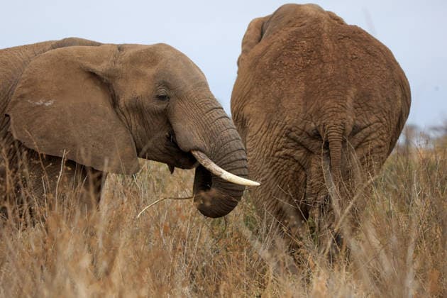 Wildlife authorities investigate death of 16 elephants around Kenya s Amboseli National Park KAJIADO, KENYA - AUGUST 19: A herd of elephants grazes at Amboseli National Park, Kajiado County, Kenya, on August 19, 2026. The Kenya Wildlife Service (KWS) launched an investigation following the death of 16 elephants across the surrounding Amboseli-Kimana ecosystem over recent weeks. Authorities are investigating suspected cyanide poisoning in the area over the past six weeks. Renowned for hosting one of Kenya s largest elephant populations and serving as a vital hub for nature-based tourism, the park remains open as veterinary and scientific teams conduct multi-agency laboratory tests to determine the environmental or toxicological cause of the  Copyright: x2026xAnadoluxLucasxMukasax