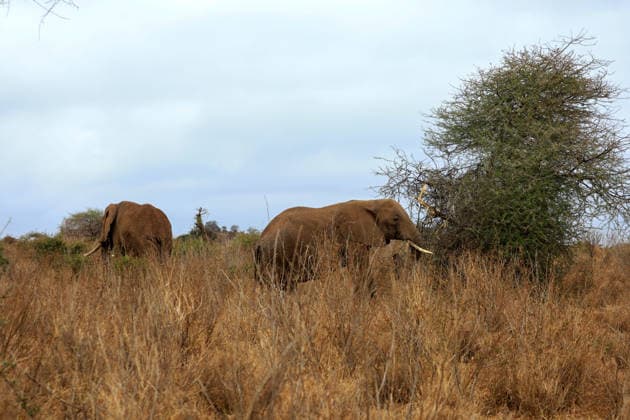 Wildlife authorities investigate death of 16 elephants around Kenya s Amboseli National Park KAJIADO, KENYA - AUGUST 19: A herd of elephants grazes at Amboseli National Park, Kajiado County, Kenya, on August 19, 2026. The Kenya Wildlife Service (KWS) launched an investigation following the death of 16 elephants across the surrounding Amboseli-Kimana ecosystem over recent weeks. Authorities are investigating suspected cyanide poisoning in the area over the past six weeks. Renowned for hosting one of Kenya s largest elephant populations and serving as a vital hub for nature-based tourism, the park remains open as veterinary and scientific teams conduct multi-agency laboratory tests to determine the environmental or toxicological cause of the  Copyright: x2026xAnadoluxLucasxMukasax