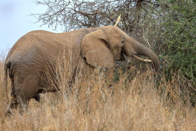 Wildlife authorities investigate death of 16 elephants around Kenya s Amboseli National Park KAJIADO, KENYA - AUGUST 19: A herd of elephants grazes at Amboseli National Park, Kajiado County, Kenya, on August 19, 2026. The Kenya Wildlife Service (KWS) launched an investigation following the death of 16 elephants across the surrounding Amboseli-Kimana ecosystem over recent weeks. Authorities are investigating suspected cyanide poisoning in the area over the past six weeks. Renowned for hosting one of Kenya s largest elephant populations and serving as a vital hub for nature-based tourism, the park remains open as veterinary and scientific teams conduct multi-agency laboratory tests to determine the environmental or toxicological cause of the  Copyright: x2026xAnadoluxLucasxMukasax
